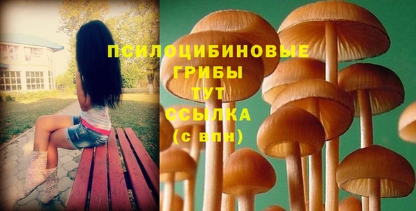 прущие грибы Абинск